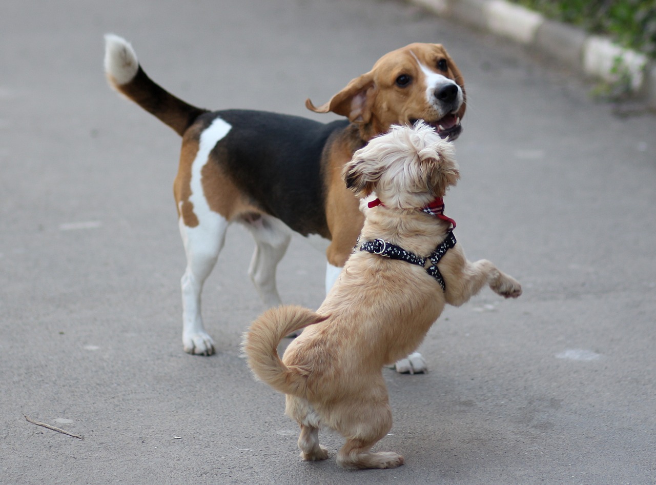 Poodles vs. Beagles