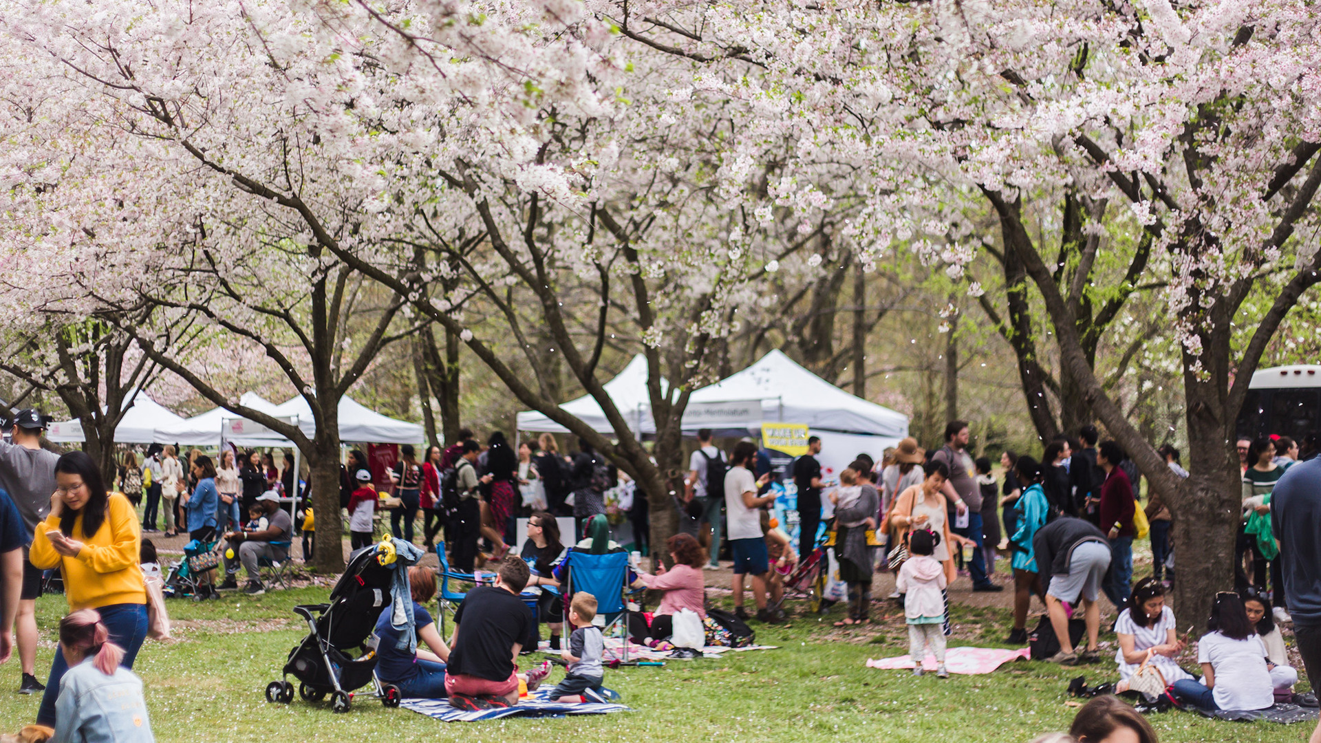 Cherry Blossom Festivals
