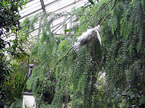 Air Layering Techniques for Indoor Plants