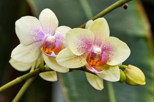 Air-Rooted Indoor Plants (Aerial Plants)