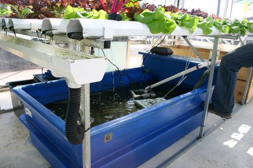 Aquaponic Systems for Indoor Herbs