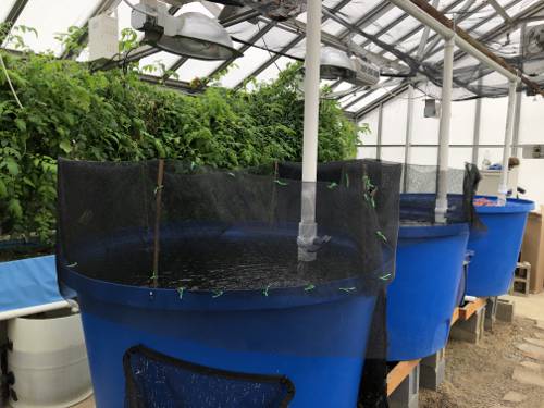 Aquaponics for Indoor Plants