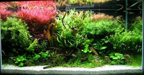 Aquascaping with Indoor Plants