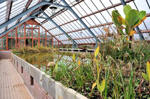 How do I plant aquatic plants indoors?