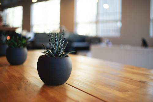 Best Indoor Plants for Office or Workspaces