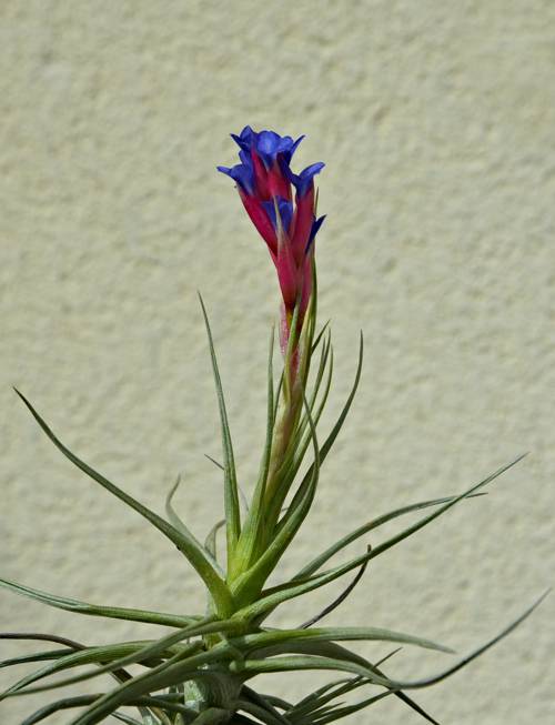 Caring for Indoor Air Plants (Tillandsia)