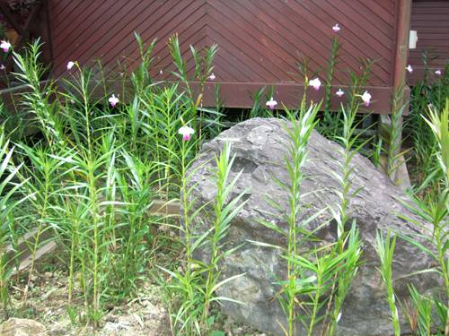 Caring for Indoor Rare Orchids
