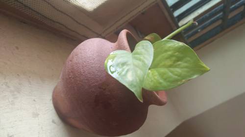 Choosing the Right Pots and Containers for Indoor Plants