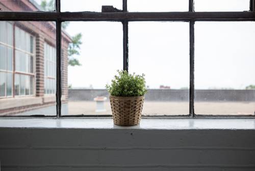 Compact Indoor Plants for Small Spaces