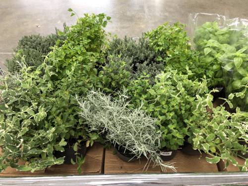 Companion Planting for Indoor Herbs