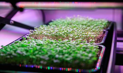 Creating Indoor Plant Microgreens Setup