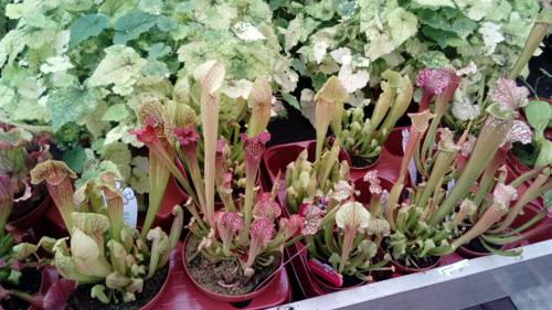 Cultivating Indoor Exotic Carnivorous Plants