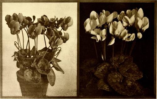 Decorative Indoor Plant Staking Methods