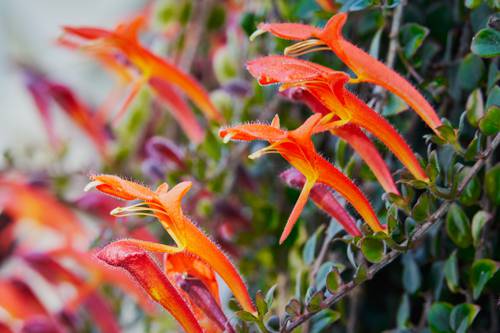 Epiphytic Indoor Plants