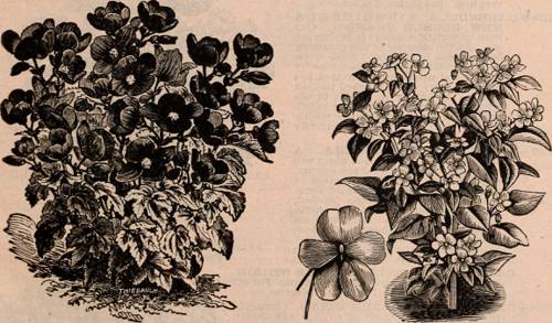 Essential Tools for Indoor Plant Care
