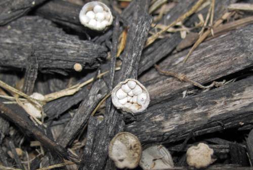 Fungi and Indoor Plant Symbiosis