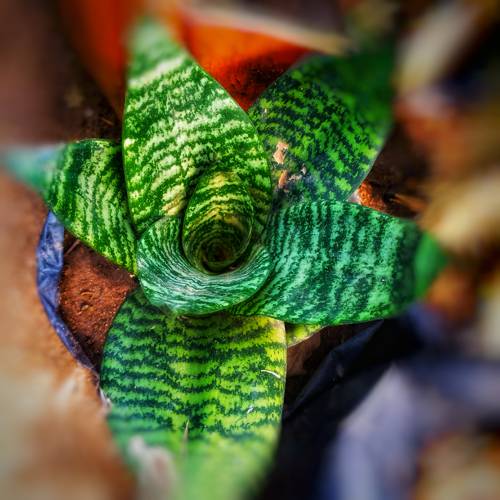 How to Revive a Neglected Houseplant