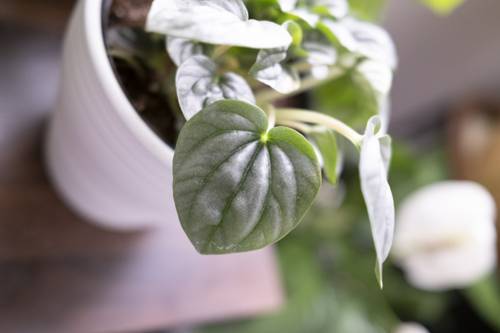 How to Revive a Neglected Houseplant