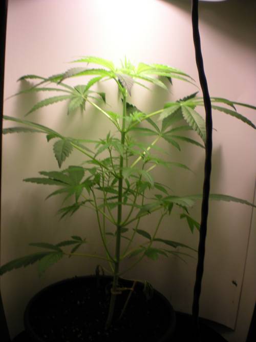 Hybrid Indoor Plant Varieties