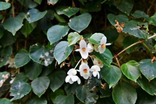 Indoor Alpine Plant Cultivation