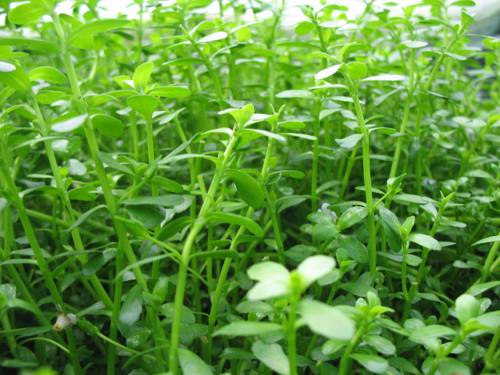 Indoor Aquatic Plant Maintenance
