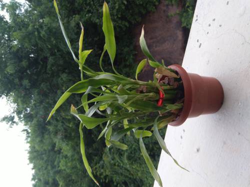 How often should I water my indoor bamboo plant?