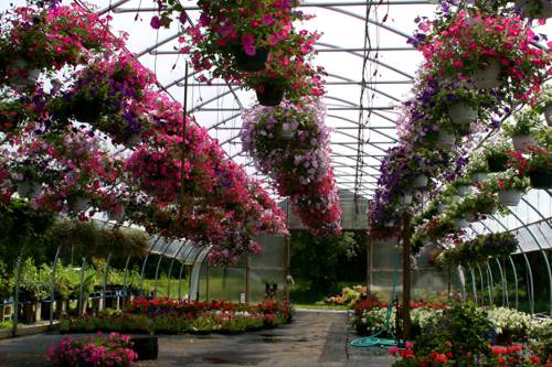 Indoor Berry Plant Cultivation
