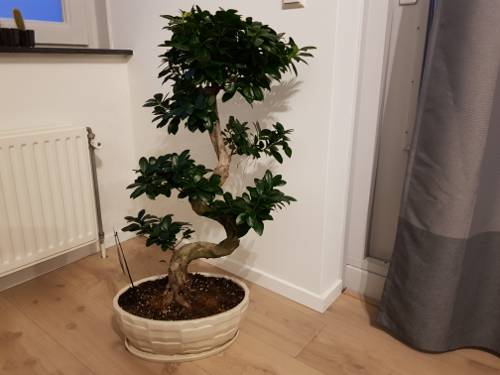 Indoor Bonsai Tree Styles and Aesthetics
