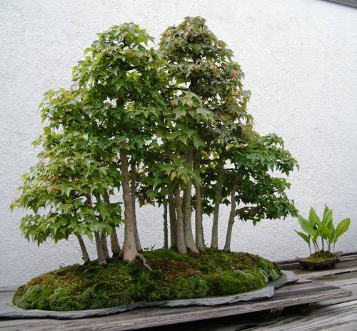 Indoor Bonsai Tree Training Techniques
