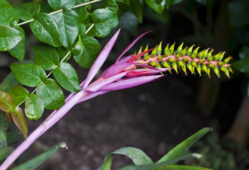 Why are the leaves of my bromeliad turning brown?