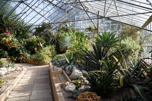 Indoor Cactus and Succulent Maintenance