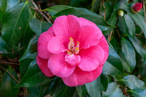 Indoor Camellia Care and Cultivation