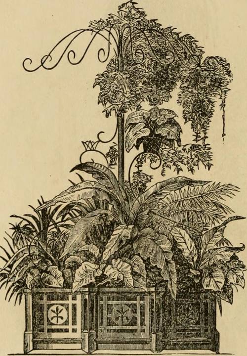 Indoor Climbing Plant Supports and Trellises