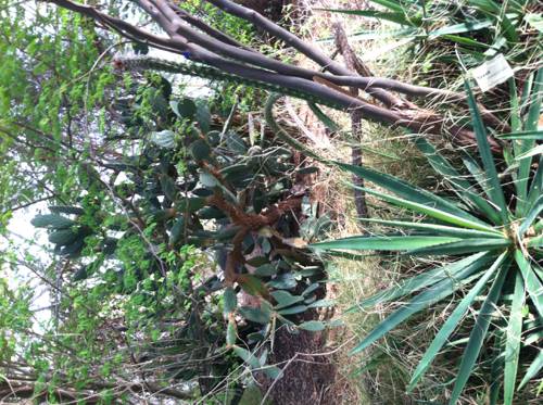 Indoor Desert Plant Care and Cultivation