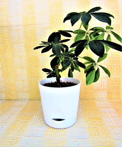 Indoor Dwarf Plant Cultivation