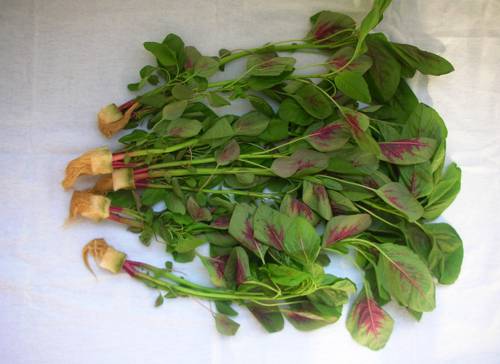 Indoor Edible Root Veggie Cultivation
