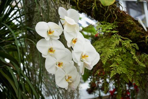 What are epiphyte plants?