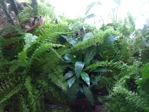 Indoor Fern Care and Maintenance