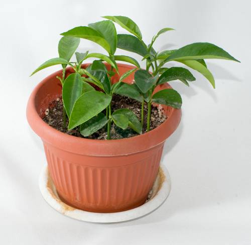 Indoor Fruit-Bearing Plants