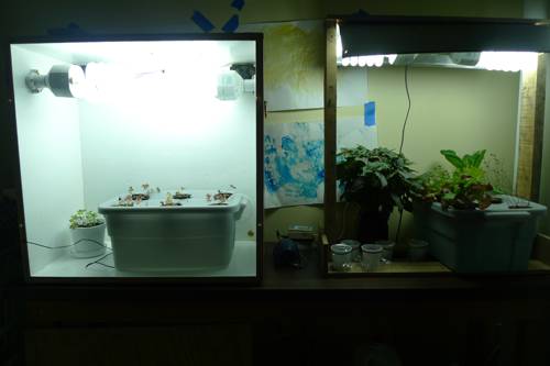 Indoor Hydroponic Plant Systems