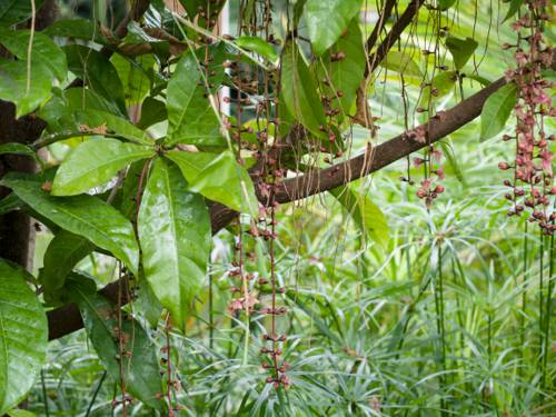 Indoor Jungle Aesthetic: Design and Care