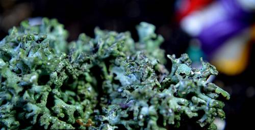 Indoor Lichen and Moss Gardens