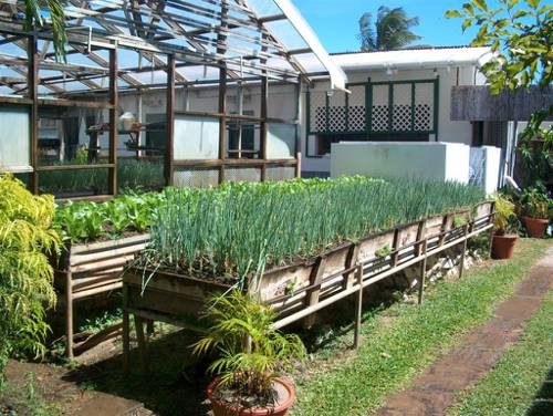 Indoor Medicinal Herb Gardens
