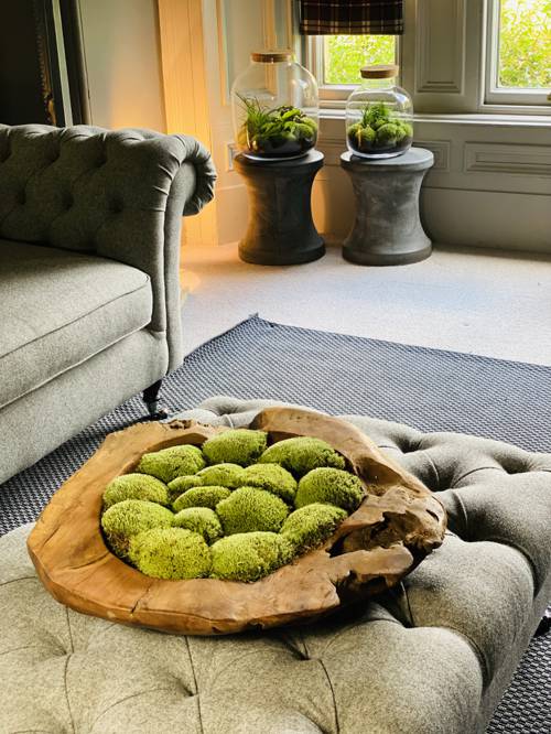 Can indoor moss art help improve air quality?