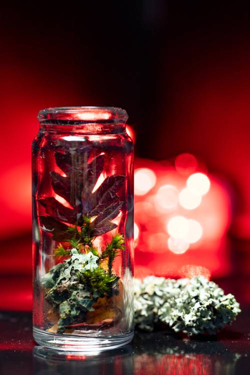 Indoor Moss Terrarium Creation