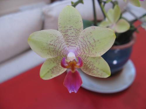 Indoor Orchid Care for Beginners