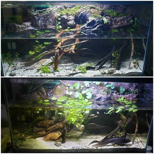 Indoor Paludarium Plant Selection and Care