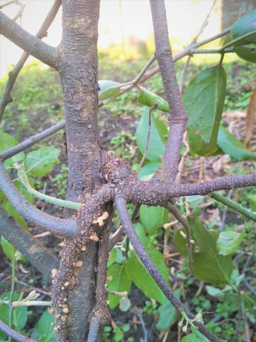 Indoor Parasitic Plant Control