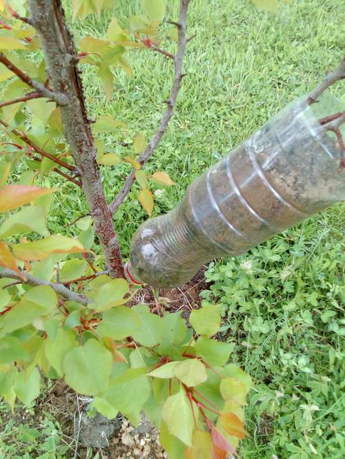 How long does it take for roots to develop in air layering?