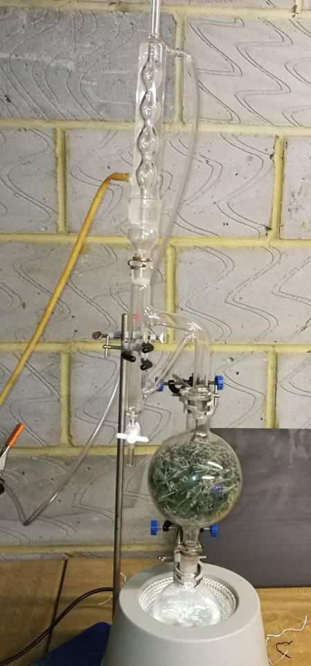 Indoor Plant Aromatic Essential Oil Extraction